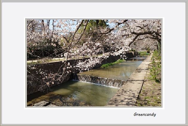 夙川公園の桜-6