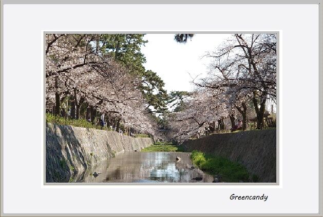 夙川公園の桜-8