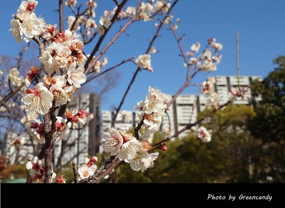 芦屋中央公園梅林-02