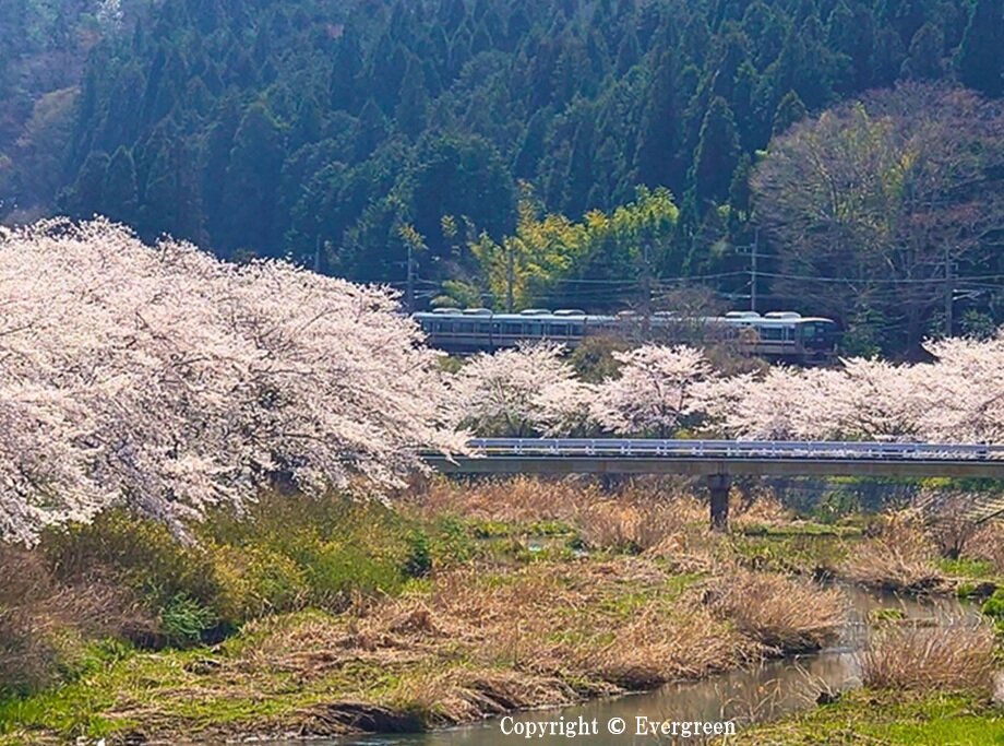 JR草野駅周辺の桜-04