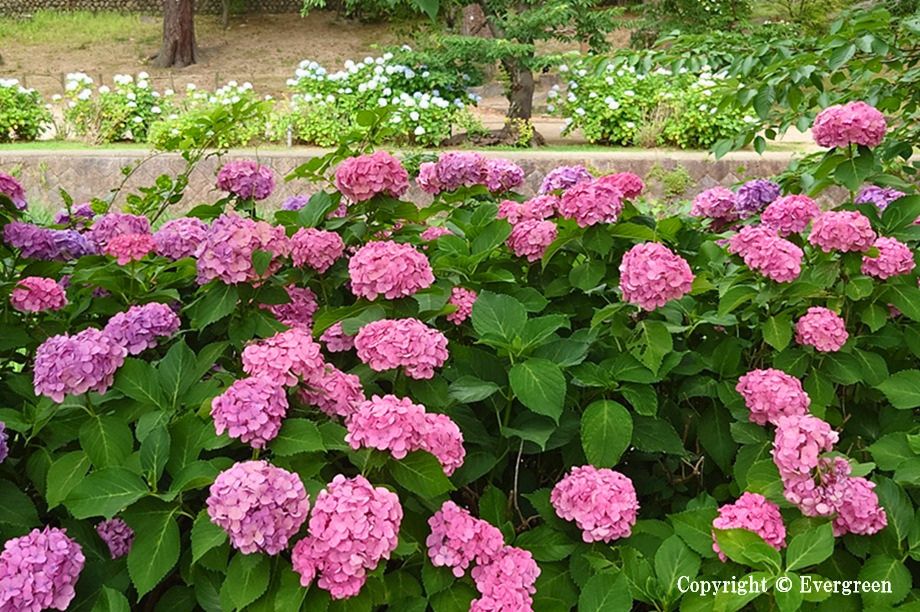 夙川公園の紫陽花-07