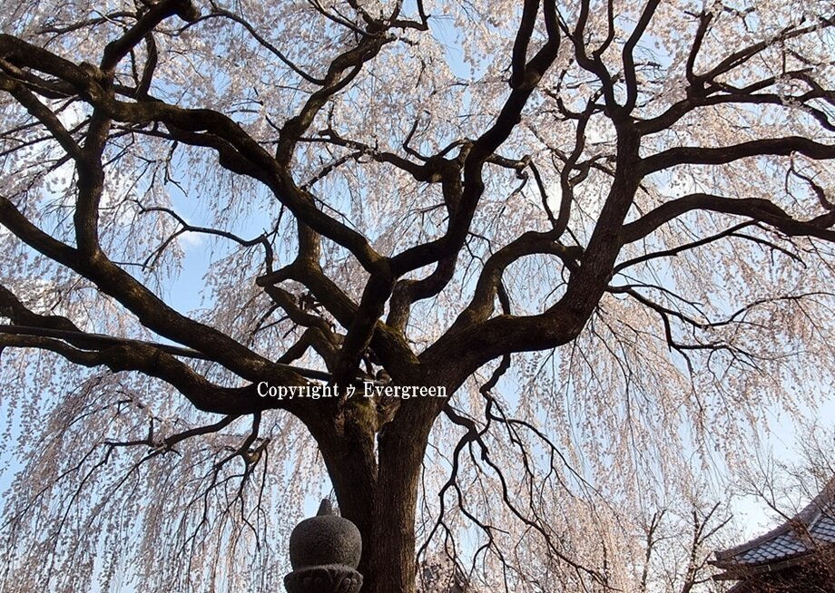 本満寺の桜-02