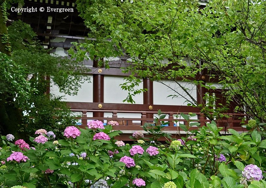 智積院の紫陽花-01