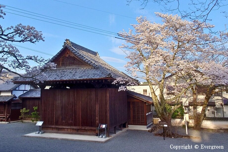 春日神社の桜-04