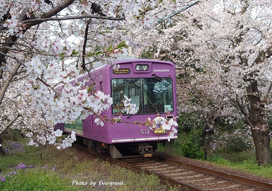 嵐電桜のトンネル-02