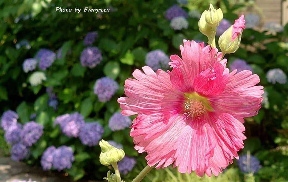 ミラタップパーク芦屋-12