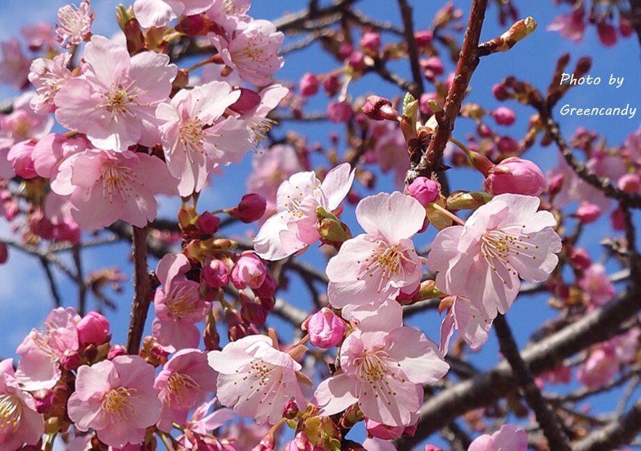 大島川桜回廊-14