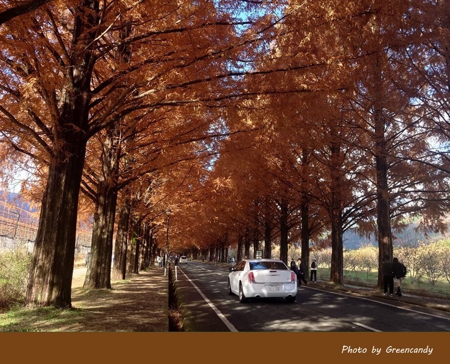 高島市メタセコイア並木道の紅葉-11