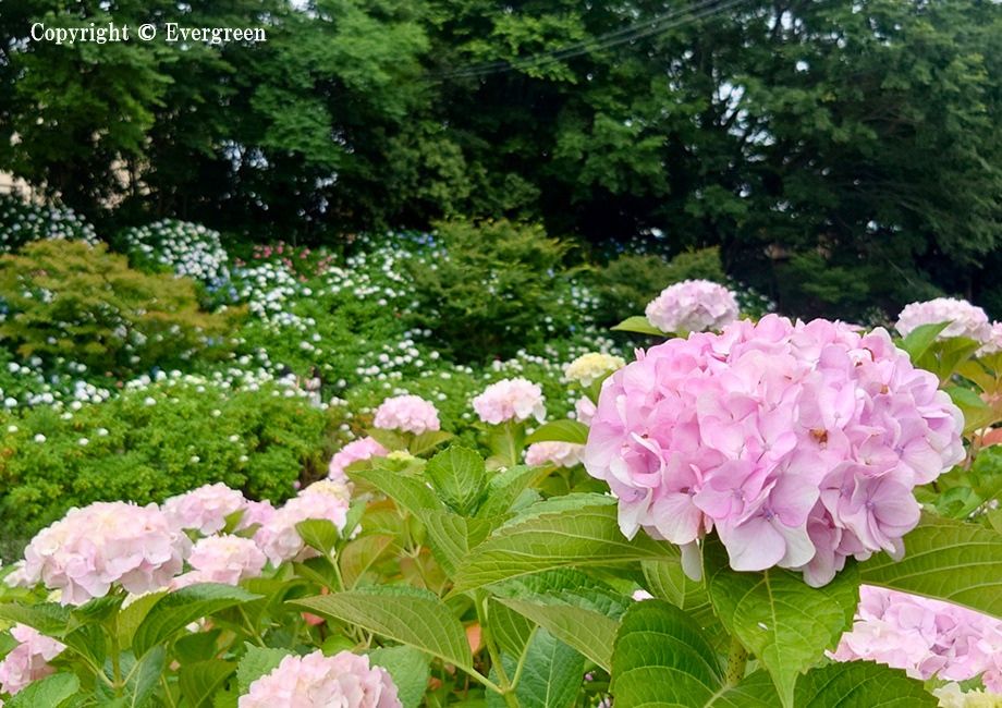 さすてな京都の紫陽花-05