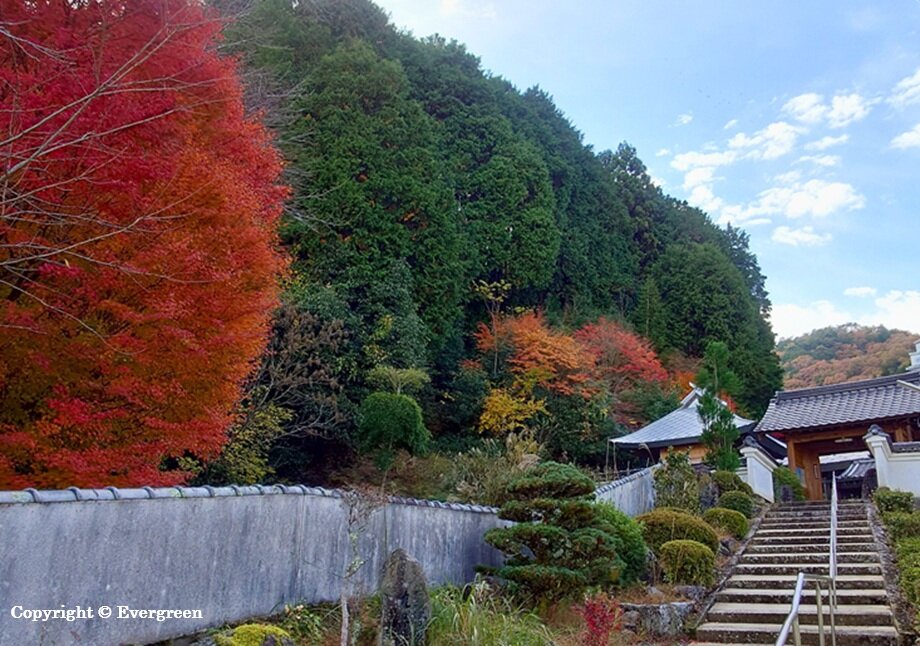 如来寺禅昌寺の紅葉-02