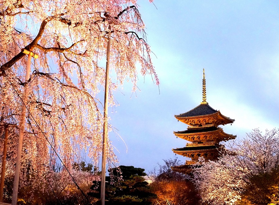 東寺夜桜