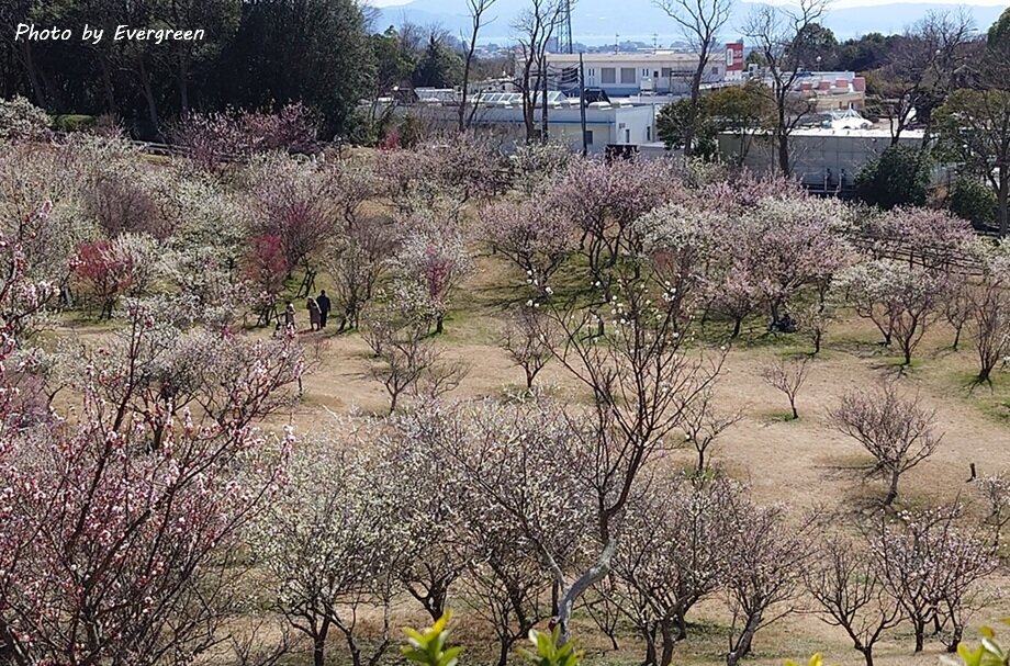 石ヶ谷公園梅園-03