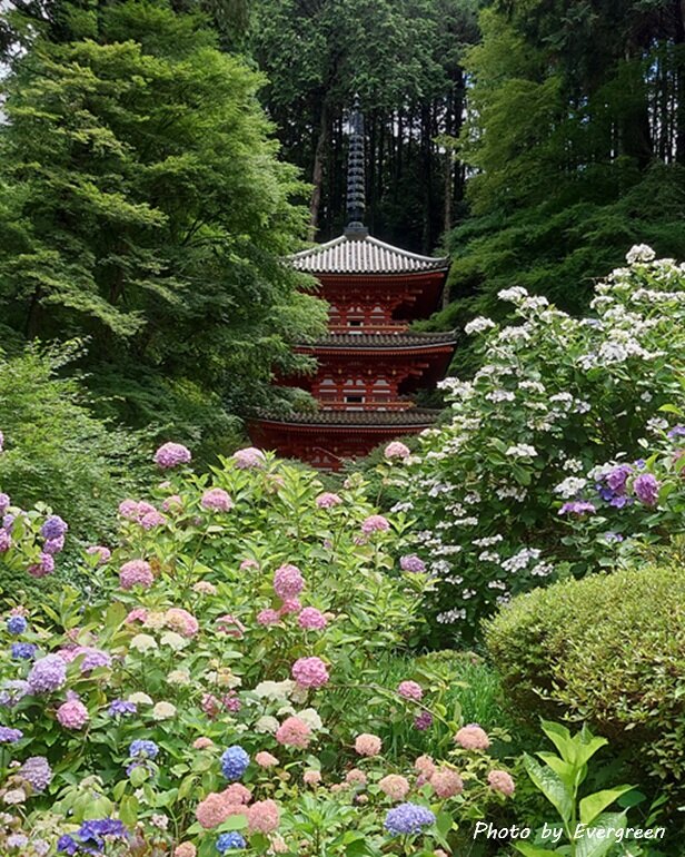 岩船寺のあじさい-02