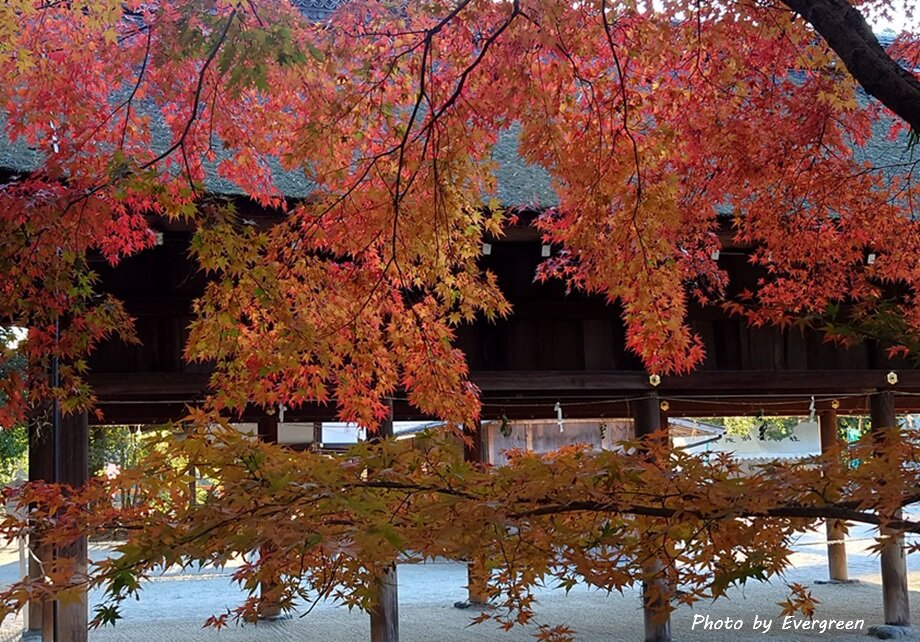 上賀茂神社の紅葉-11