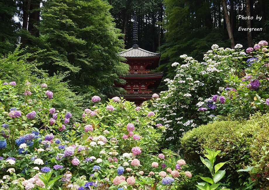 岩船寺のあじさい-01
