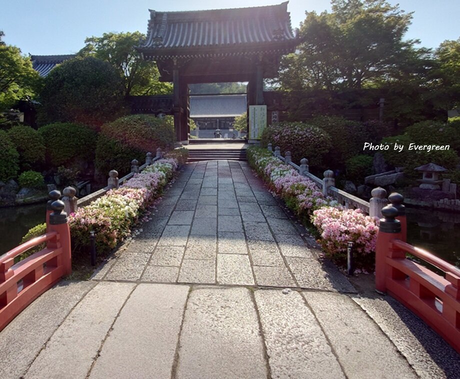 妙満寺の新緑-07