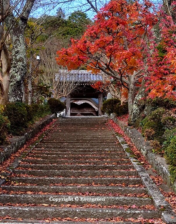 如来寺禅昌寺の紅葉-03
