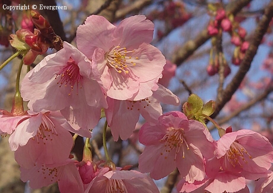 上賀茂神社の桜-04