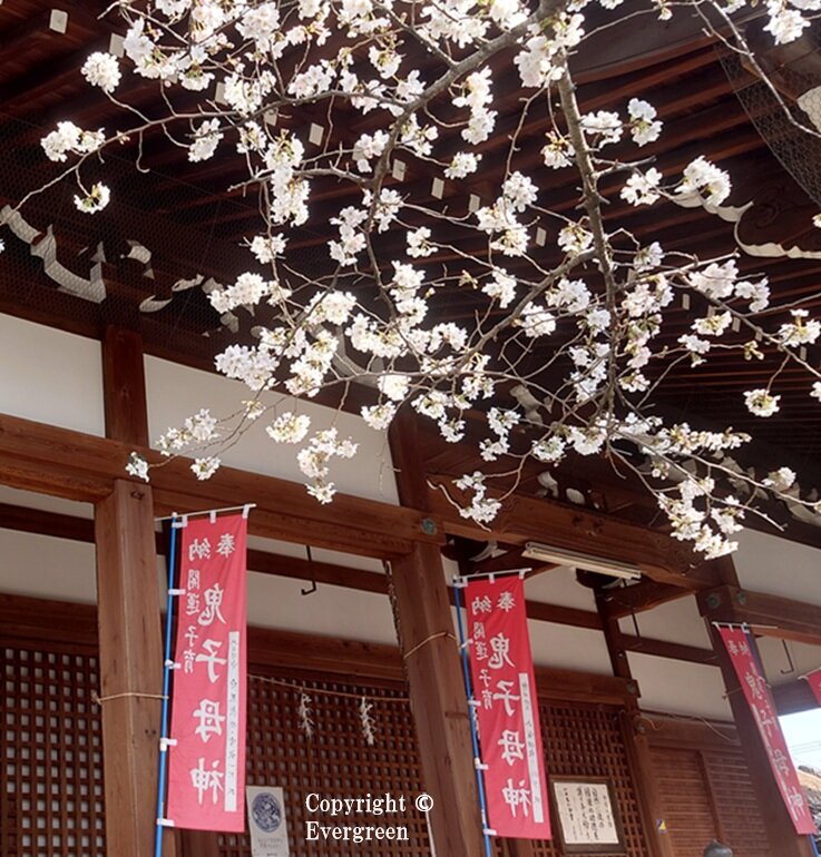 立本寺の桜-08