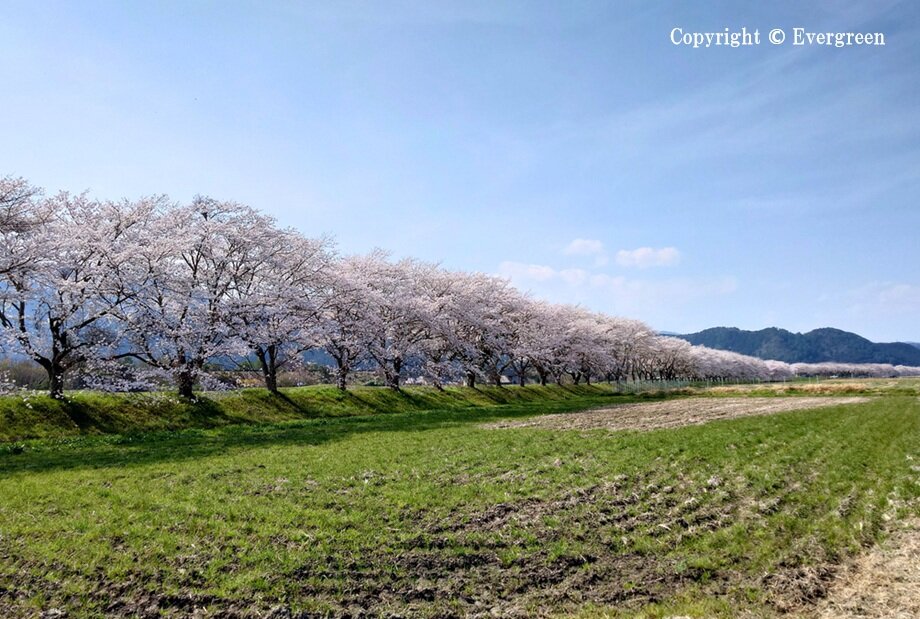加古川堤防の桜-01