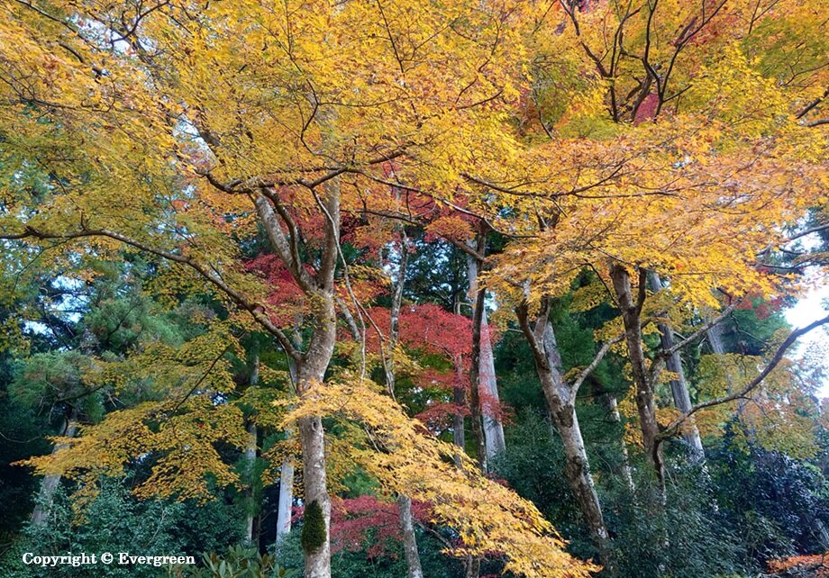 勝林院の紅葉-03
