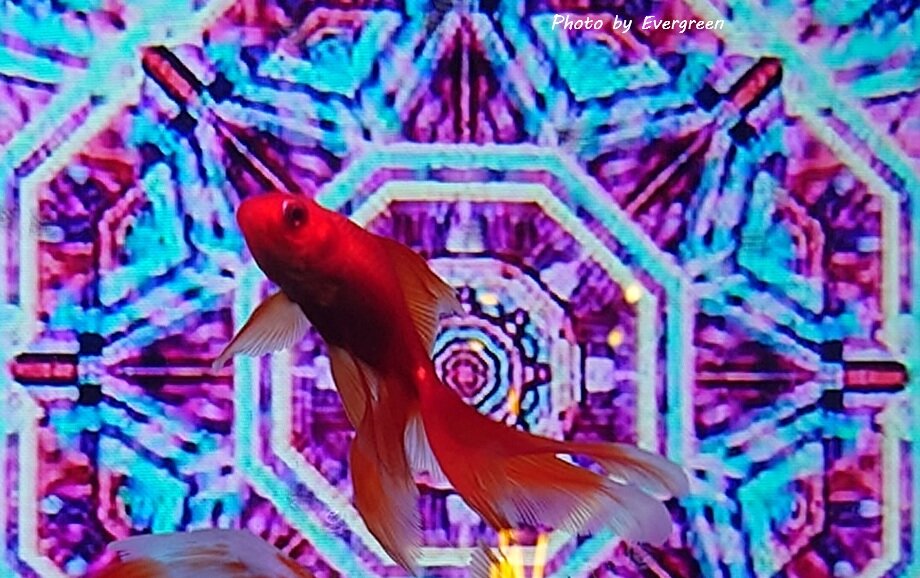 奈良金魚ミュージアム-14