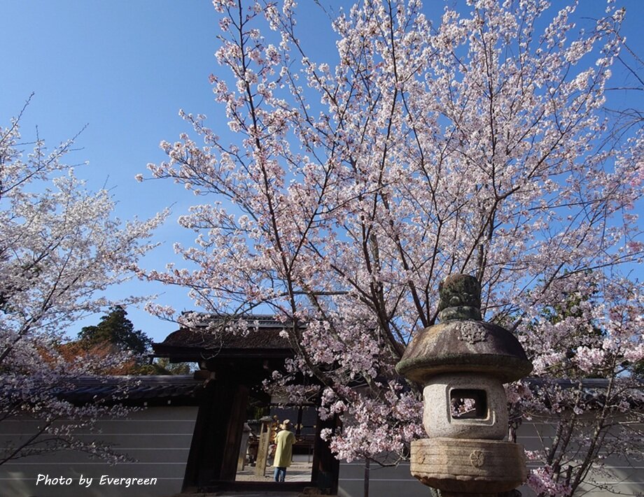 仁和寺の桜-04