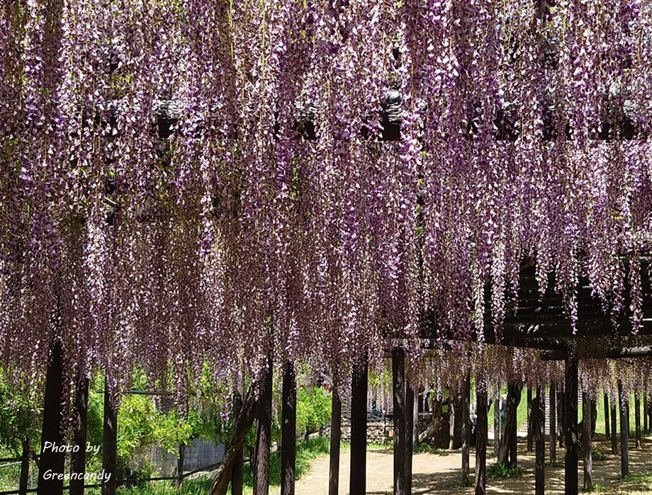 白井大町藤公園-16