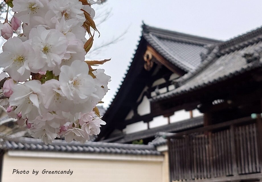 建仁寺の桜-04