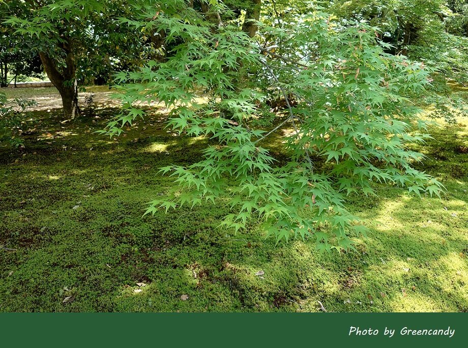 金閣寺-08