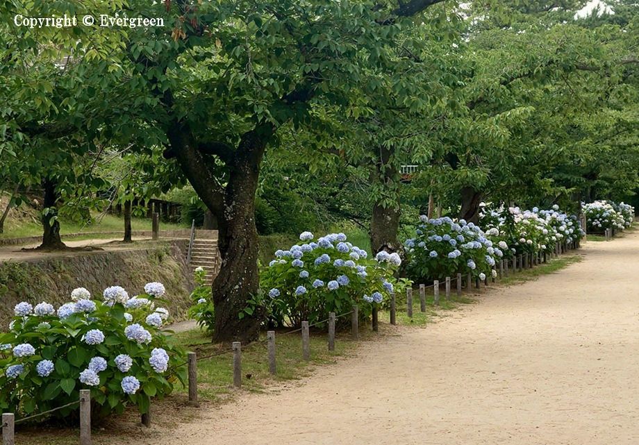 夙川公園の紫陽花-04