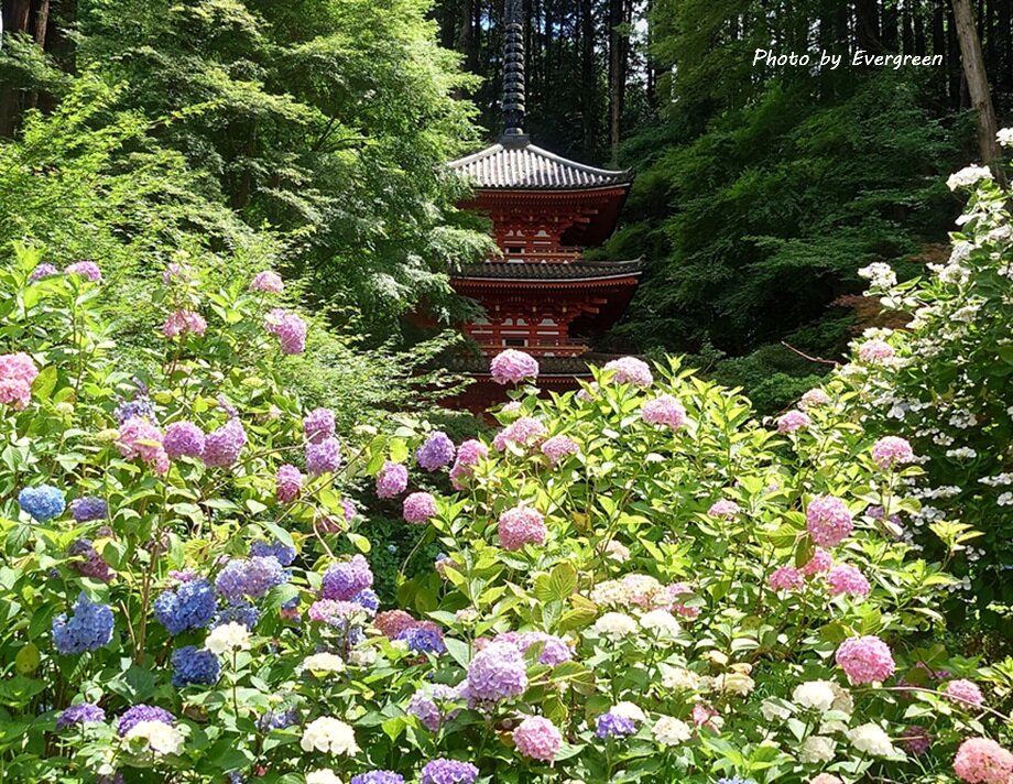 岩船寺のあじさい-10