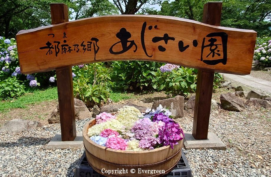 都麻乃郷あじさい園-04