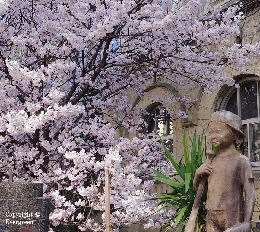 成徳学舎の桜-04