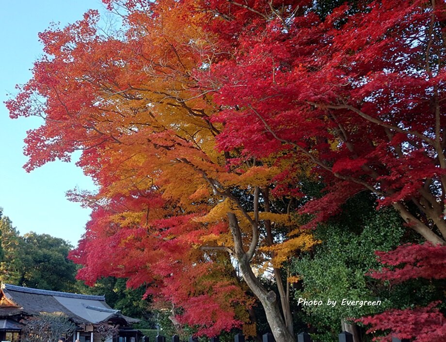 上賀茂神社の紅葉-12