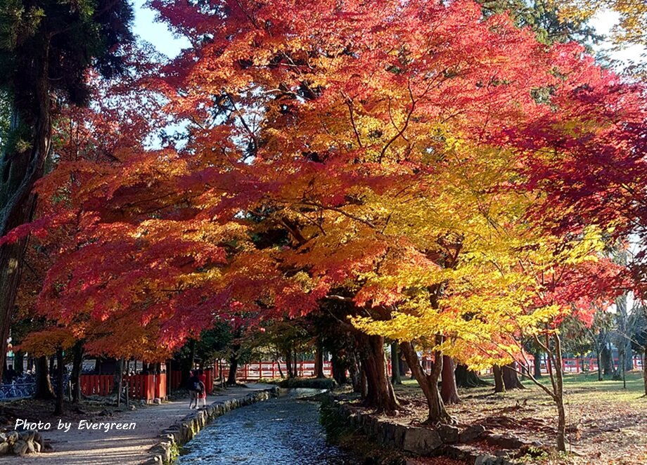 上賀茂神社の紅葉-05