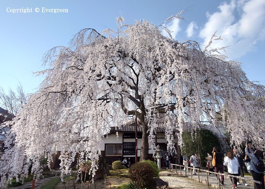本満寺の桜-01