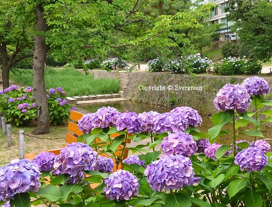 夙川公園の紫陽花-08