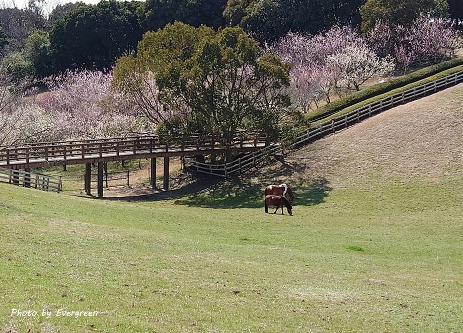 石ヶ谷公園梅園-01