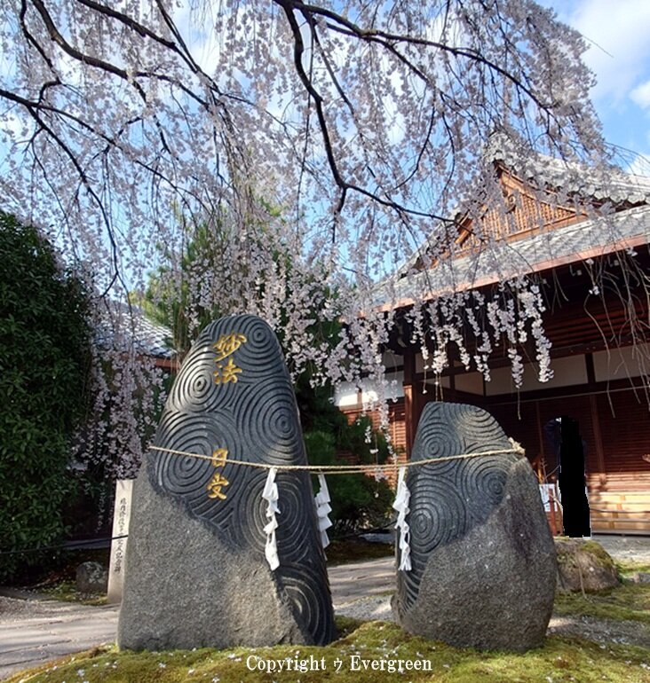 本満寺の桜-03