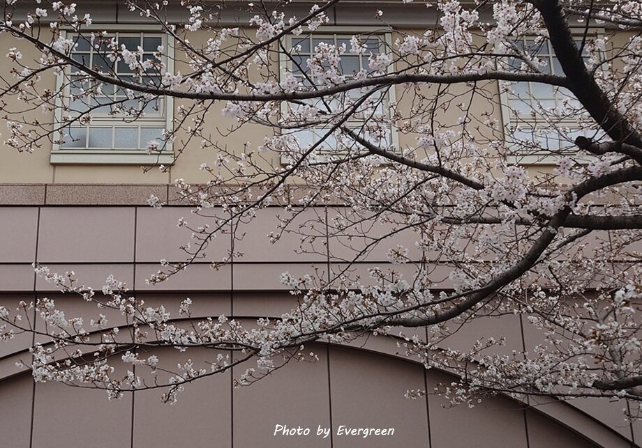夙川公園の桜-03
