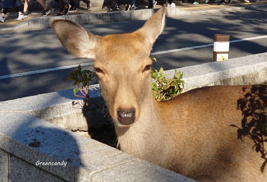 奈良公園06