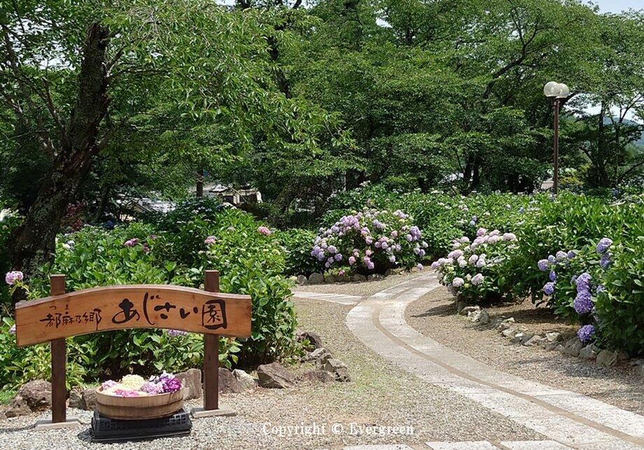 都麻乃郷あじさい園-12