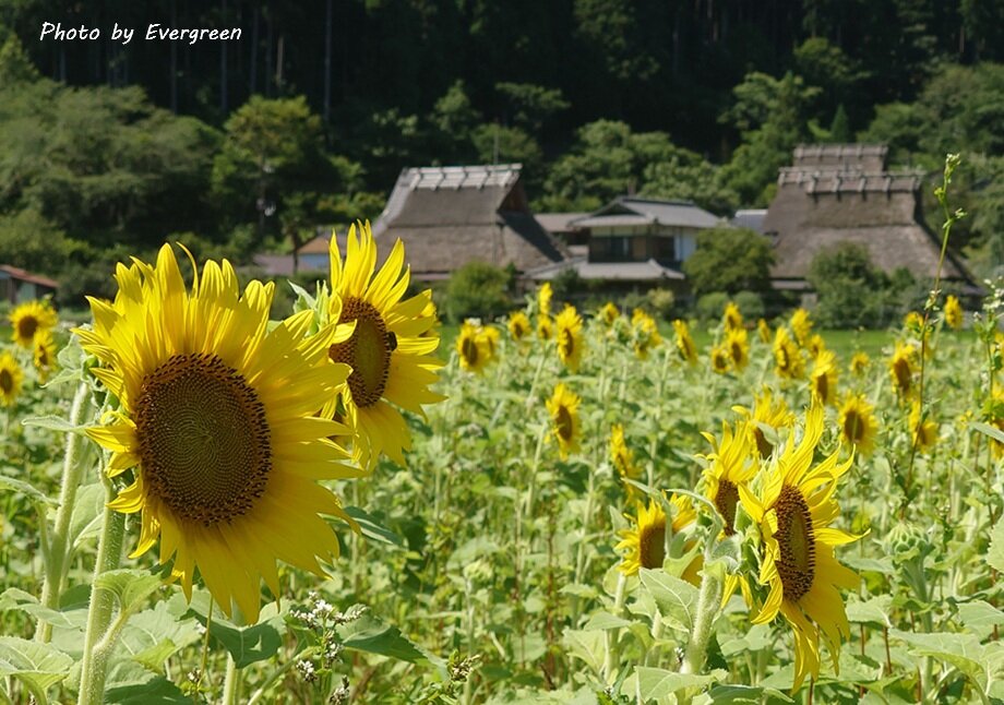 深山かやぶきの里ひまわり-01