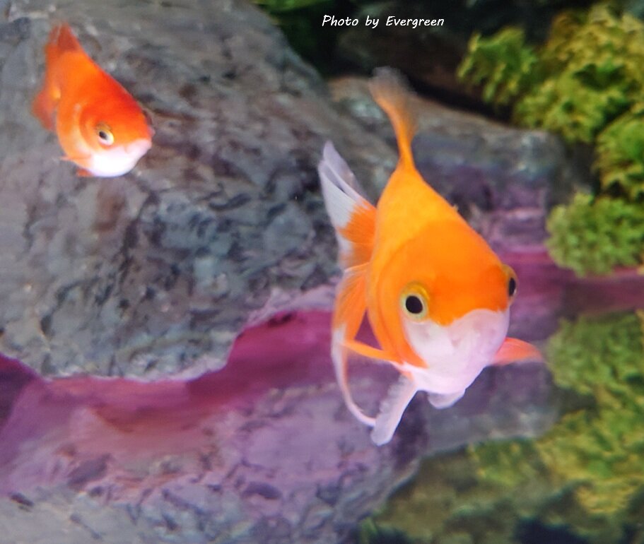 奈良金魚ミュージアム-09
