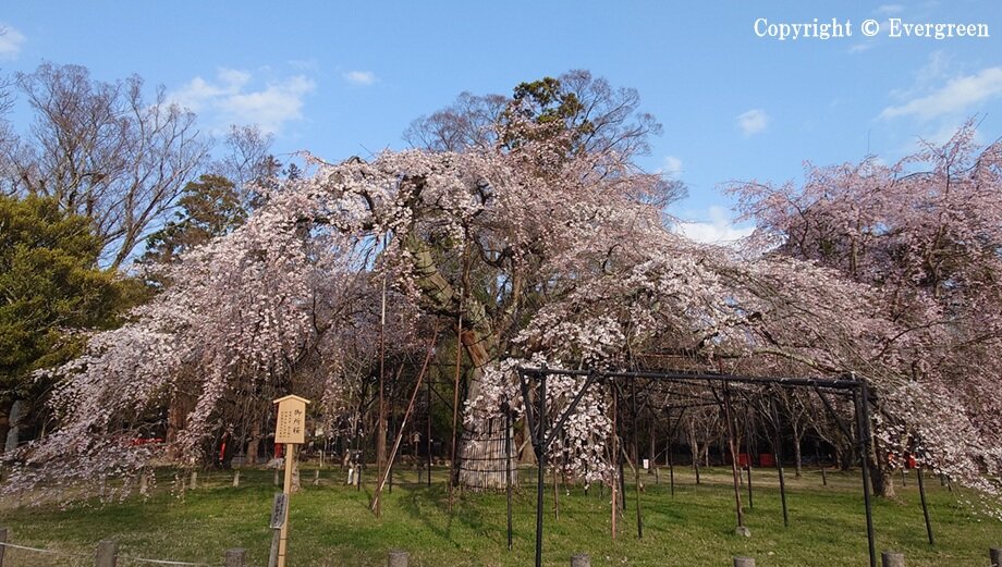 上賀茂神社の桜-02