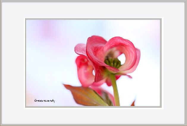 花水木ー３.jpg