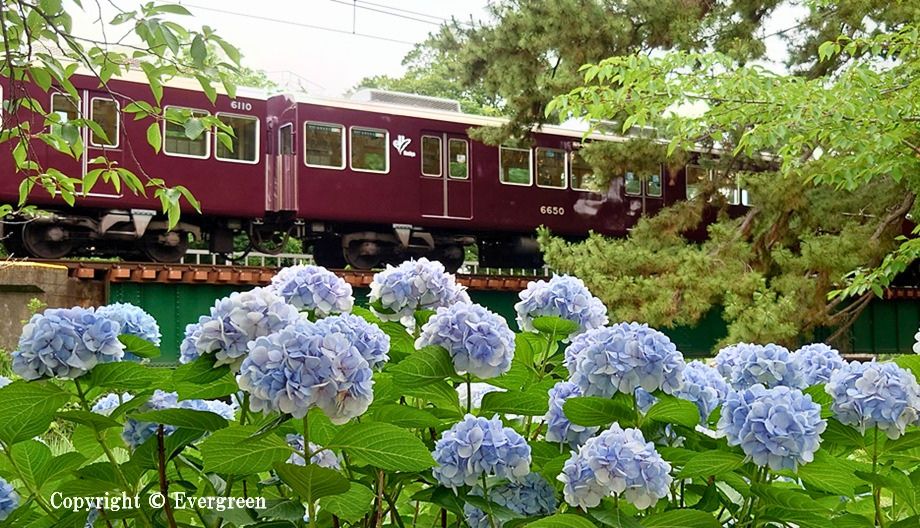 夙川公園の紫陽花-03