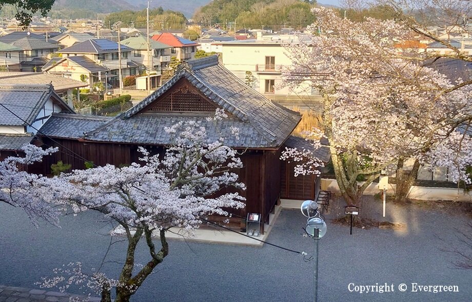 春日神社の桜-06