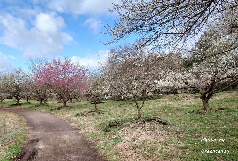 綾部市梅林公園-09